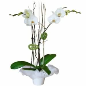 Planta orquidea blanca